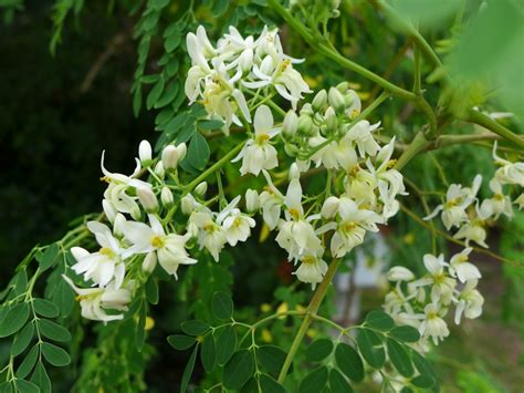 Propiedades Medicinales De La Moringa Plantas