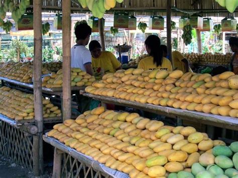 Help Luzon mango farmers by buying this season’s bumper crop ...