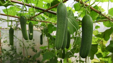 How Much Sun Do Cucumbers Need Grow Your Yard