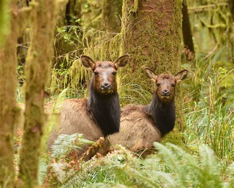 Forest People Roosevelt Elk Cow And Yearling Calf Queets Flickr