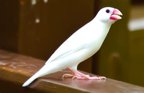 White Java Sparrow Flickr Photo Sharing