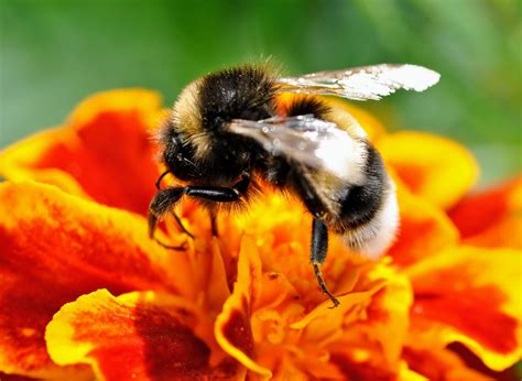 Bigger bumblebees go to work earlier in the morning - Earth.com