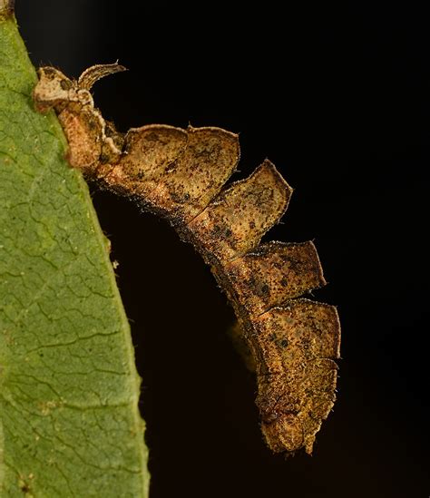 Maryland Biodiversity Project Showy Emerald Moth Dichorda Iridaria