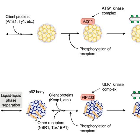 Autophagosome Formation When The Ulk Protein Kinase Complex Is