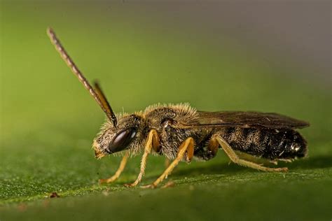 Halictus Seladonia tumulorum Gewöhnliche Goldfurchenbiene Schmal