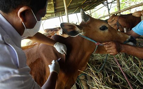 Waduh Jelang Idul Adha 2023 Ribuan Kasus Cacar Sapi Ditemukan Di Jawa