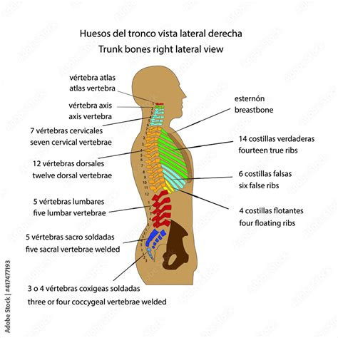 Vecteur Stock Esqueleto Humano Huesos Del Tronco Vista Lateral Derecha