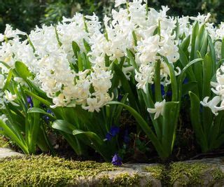 How to grow hyacinth bulbs in containers: top tips | Homes & Gardens