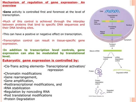 Regulation Of Gene Expression In Eukaryotes Ppt