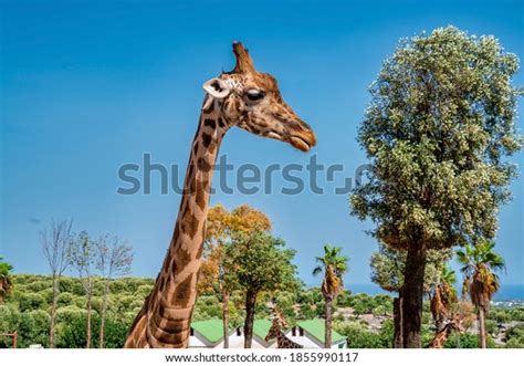 Giraffee Feeding Images: Browse 26 Stock Photos & Vectors Free Download ...