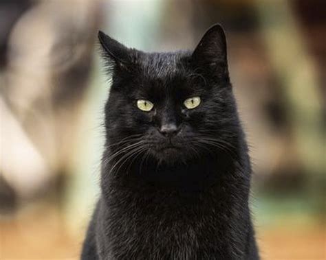 Породы Черных Котов Фото – Telegraph