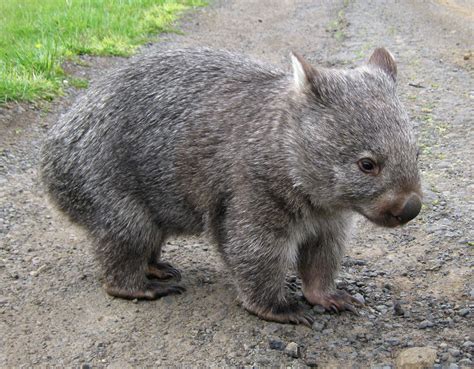 Wombat Wild Life Planet