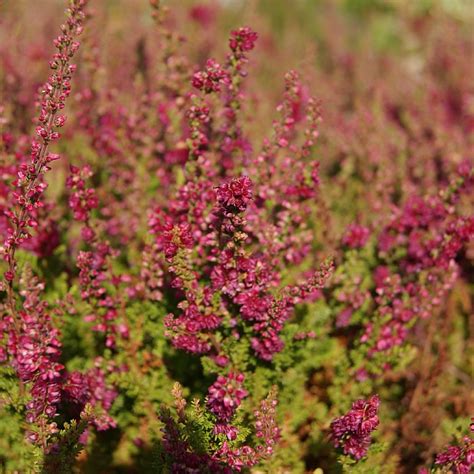 Calluna Vulgaris ‘dark Beauty Find Haveplanter