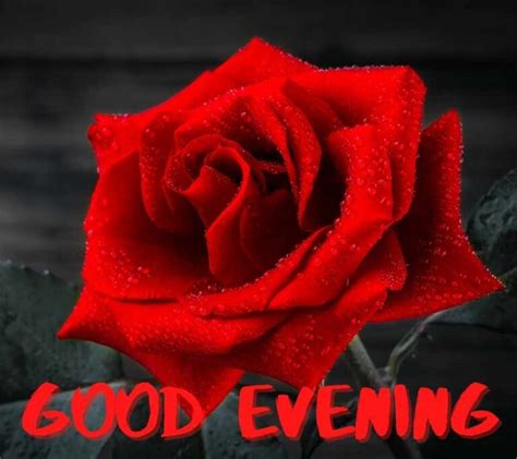 Good Evening Images With Rose Hd Rose Flowers Evening Pics