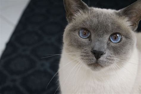 47 HQ Images Blue Point Siamese Male Cat Names / Siamese - Price