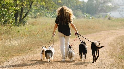 Perros Los Consejos Que Debes Conocer Antes De Sacar De Paseo A Tu Perro