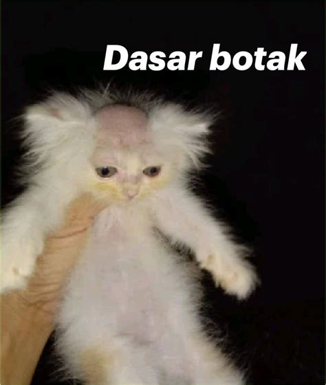 dasar botak funny  cats cute animals cat memes