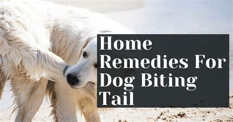 Home Remedies For Dog Biting Tail – Alive Market CBD