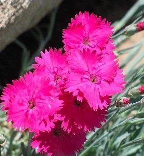 Dianthus Gratianopolitanus Badenia Eflora Sk