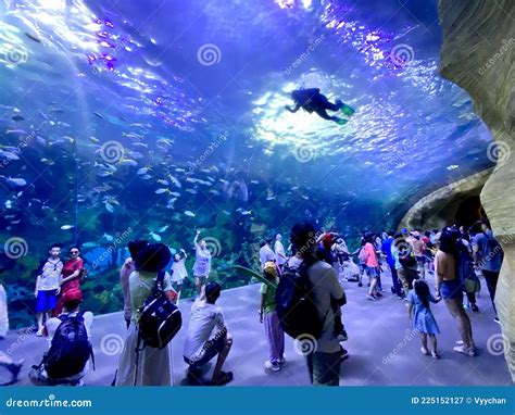 China Zhuhai Hengqin Chimelong Ocean Kingdom Tropical Fish Tank Live