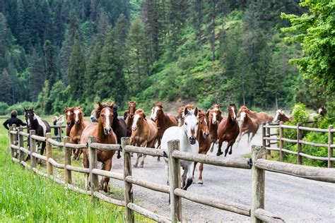 Red Horse Mountain Ranch | Dude Ranch Resorts in Idaho