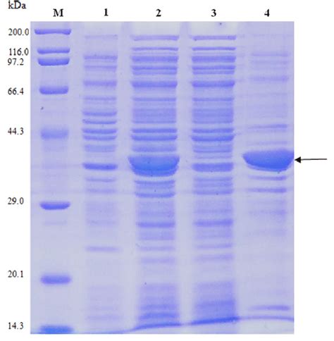 Sdspage Analysis Of The Expression Of Protein Lip In Bl De M