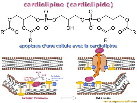 Cardiolipine définition et explications