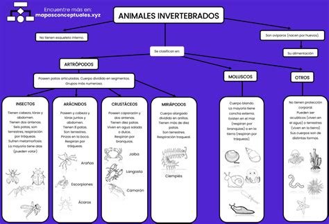 Mapa Mental Sobre Animais Invertebrados Study Maps Consejos Para Images