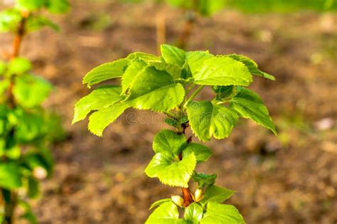 Hojas Verdes De Plantas Iluminadas Por El Sol Imagen De Archivo