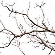 Tree Branch PNG Free Image | PNG All