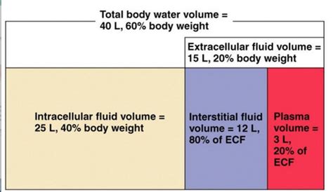 261 Body Fluid Compartments Fluid Electrolyte And Acid Base