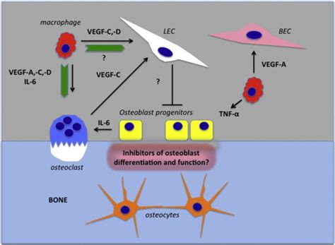 Diagram Illustrating Cells And Interactions That Likely Contribute To