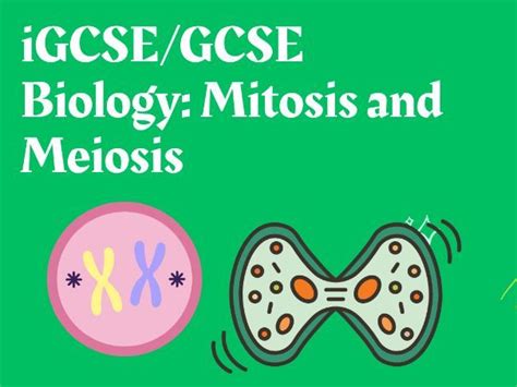 Igcsegcse Biology Mitosis And Meiosis Teaching Resources