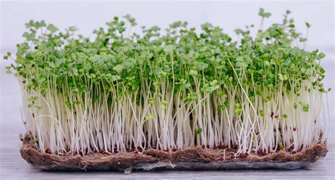 Everything You Need To Know About Easy Growing Microgreens