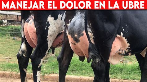 Manejar El Dolor En La UBRE De La VACA Tras El SECADO Vacas Lecheras