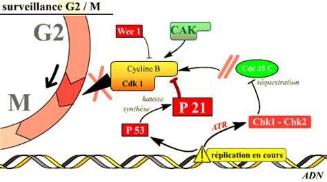 Bm Dia Vie R Gulation Du Cycle Cellulaire