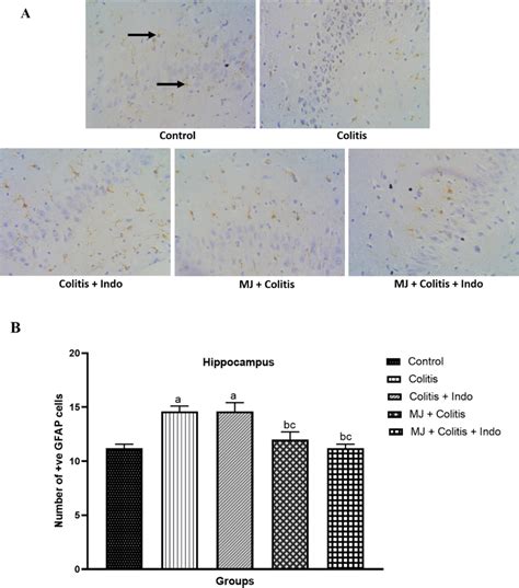 A Immunohistochemical Staining Of Gfap In The Hippocampus B Graphical