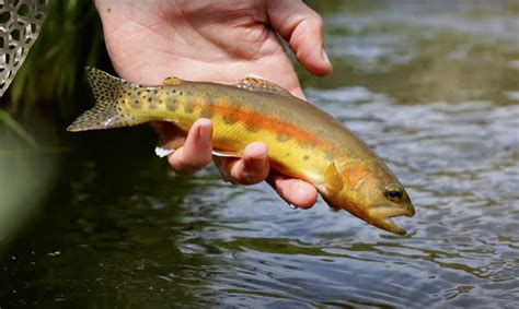 Fly Fishing Californias Backcountry Midcurrent