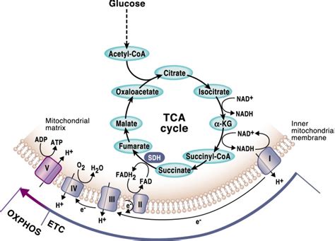 mitochondrial tca cycle metabolites control physiology  disease pmc