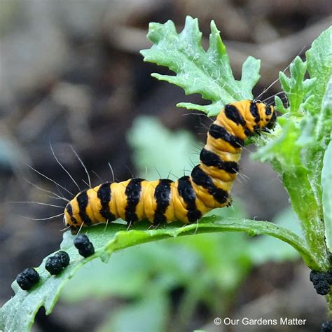 Cinnabar Moth Caterpillar Our Gardens Matter