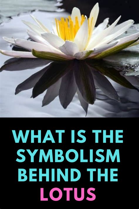 Lotus Flower Meaning In Hinduism - Beautiful Insanity