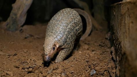 China Seizes Two Tons Of Smuggled Pangolin Scales Breaking Asia