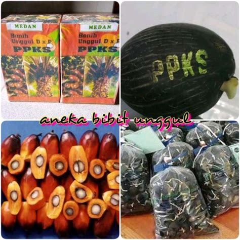 Jual Bibit Benih Polong Kecambah Kelapa Sawit Ppks Original Asli