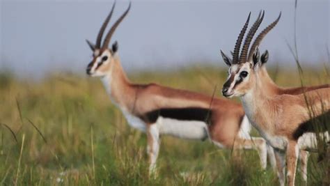 "Thomson's Gazelle" Images – Browse 2,889 Stock Photos, Vectors, and ...