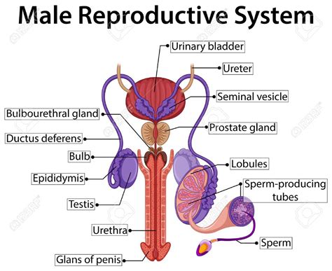 Anatomy Of The Male Reproductive System Diagram Notes In Sci