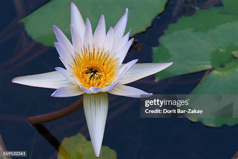 Blue Egyptian Lotus Photos and Premium High Res Pictures - Getty Images