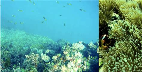 PIA BFAR Sea Divers Assess CagVal S Coral Reefs Condition Fisheries