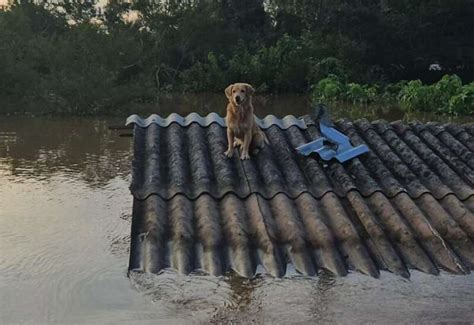 Animais Resgatados Das Enchentes Confira Lista Completa De P Ginas Do