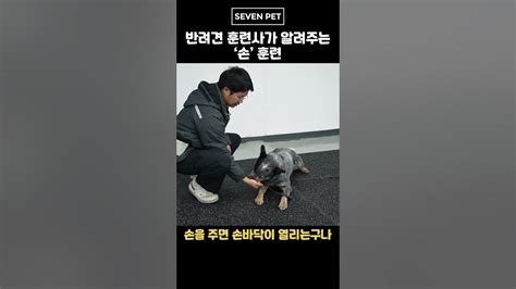 강아지 반려견 훈련사가 알려주는 손훈련 Youtube