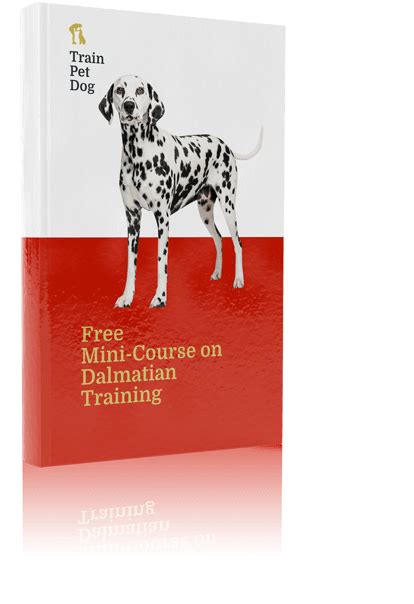 Dalmatian Training, Personality, & Care | TrainPetDog